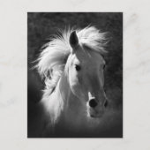 Carte Postale Portrait de cheval V (Devant)