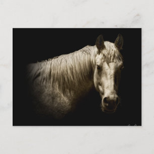 Carte Postale Portrait de cheval VI