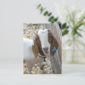 Carte Postale Portrait de chèvre (Debout devant)