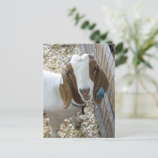 Carte Postale Portrait de chèvre (Debout devant)