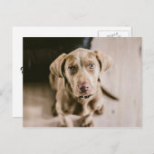 Carte Postale Portrait de chien (Devant / Derrière)