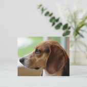 Carte Postale Portrait de chien beagle (Debout devant)