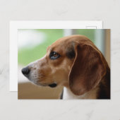 Carte Postale Portrait de chien beagle (Devant / Derrière)