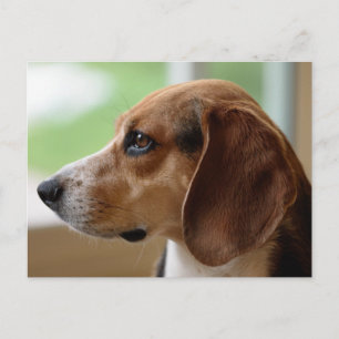 Carte Postale Portrait de chien beagle
