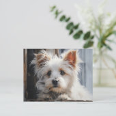 Carte Postale Portrait de chien blanc mignon (Debout devant)