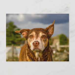 Carte Postale Portrait de chien brindle émouvant