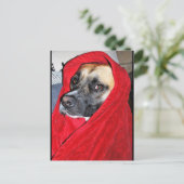 Carte Postale Portrait de chien dans une couverture rouge (Debout devant)