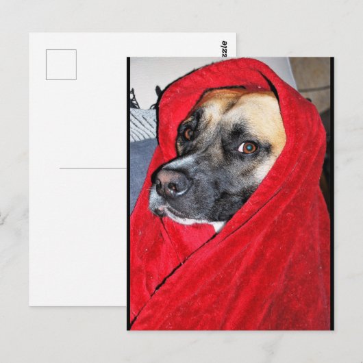 Carte Postale Portrait de chien dans une couverture rouge (Devant / Derrière)