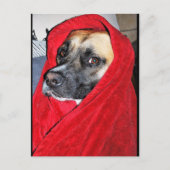 Carte Postale Portrait de chien dans une couverture rouge (Devant)