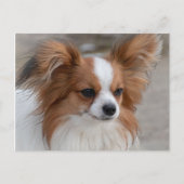 Carte Postale Portrait de chien Papillon (Devant)