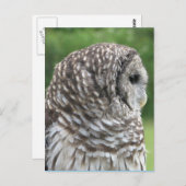 Carte Postale Portrait de Chouette barrée (Devant / Derrière)