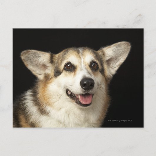 Carte Postale Portrait de Corgi noir, marron et blanc (Devant)