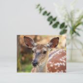 Carte Postale Portrait de Deer Fawn (Debout devant)