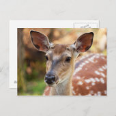 Carte Postale Portrait de Deer Fawn (Devant / Derrière)