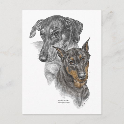 Carte Postale Portrait de deux Dobermans (Devant)