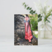 Carte Postale Portrait de dinde mâle (Debout devant)