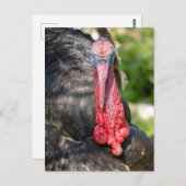 Carte Postale Portrait de dinde mâle (Devant / Derrière)