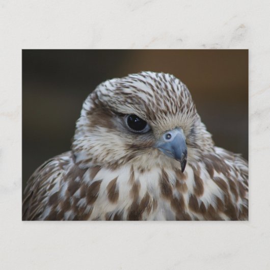 Carte Postale Portrait de Falco cherrug (Devant)