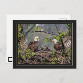 Carte Postale Portrait de famille Bald Eagle (Devant / Derrière)