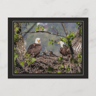 Carte Postale Portrait de famille Bald Eagle