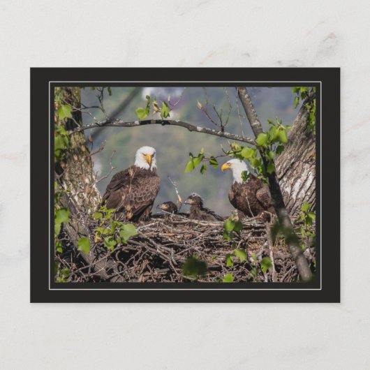 Carte Postale Portrait de famille Bald Eagle (Devant)