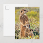 Carte Postale Portrait de famille de suricates (Devant / Derrière)