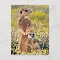 Portrait de famille de suricates