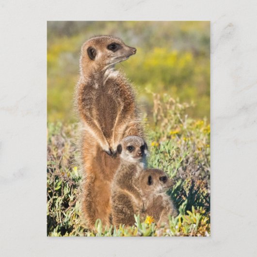Carte Postale Portrait de famille de suricates (Devant)