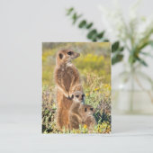 Carte Postale Portrait de famille de suricates (Debout devant)