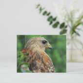 Carte Postale Portrait de faucon à épaulettes (Debout devant)