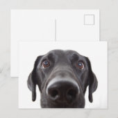 Carte Postale Portrait de fermeture Black Labrador (Devant / Derrière)
