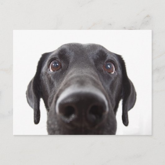 Carte Postale Portrait de fermeture Black Labrador (Devant)
