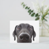 Carte Postale Portrait de fermeture Black Labrador (Debout devant)