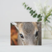 Carte Postale Portrait de fermeture de Deer Fawn (Debout devant)
