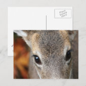 Carte Postale Portrait de fermeture de Deer Fawn (Devant / Derrière)