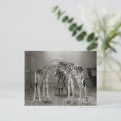 Carte Postale Portrait de girafe, 1926 (Debout devant)