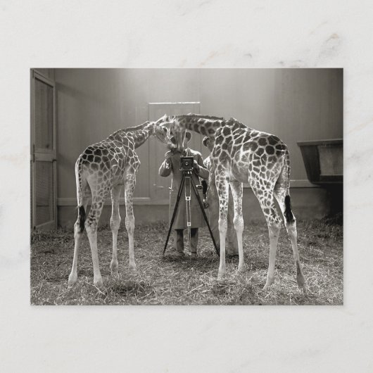 Carte Postale Portrait de girafe, 1926 (Devant)