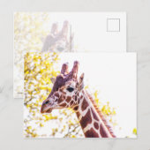Carte Postale Portrait de Giraffe (Devant / Derrière)