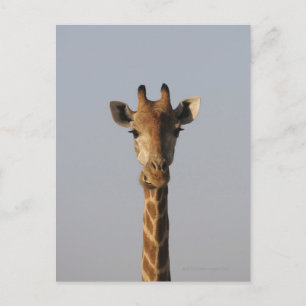 Carte Postale Portrait de Giraffe (Giraffa camelopardalis),