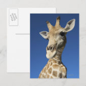 Carte Postale Portrait de Giraffe (Giraffa Camelopardalis) 2 (Devant / Derrière)