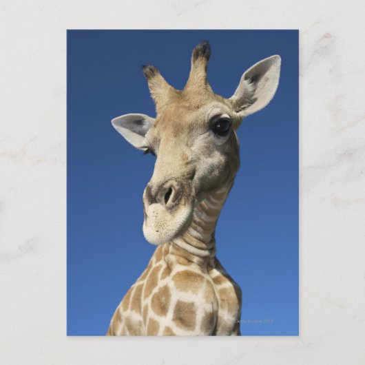 Carte Postale Portrait de Giraffe (Giraffa Camelopardalis) 2 (Devant)