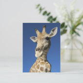 Carte Postale Portrait de Giraffe (Giraffa Camelopardalis) 2 (Debout devant)