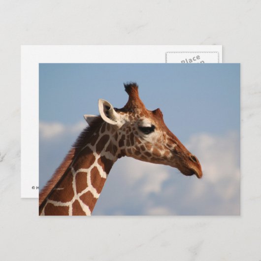 Carte Postale Portrait de Giraffe réticulé (Devant / Derrière)