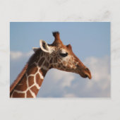 Carte Postale Portrait de Giraffe réticulé (Devant)