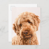 Carte Postale Portrait de Goldendoodle Studio (Devant / Derrière)