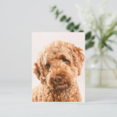 Carte Postale Portrait de Goldendoodle Studio (Debout devant)