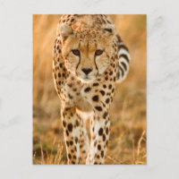 Portrait de guépard (Acinonyx Jubatus), Maasai