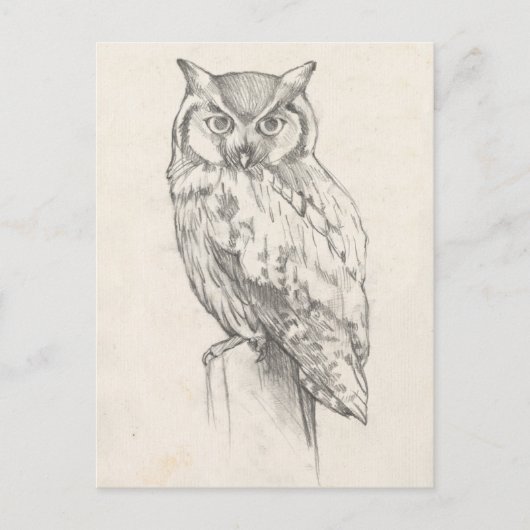 Carte Postale Portrait de hibou - croquis (Devant)