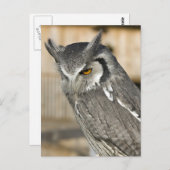 Carte postale Portrait de hibou Scops (Devant / Derrière)