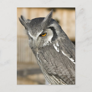 Carte postale Portrait de hibou Scops